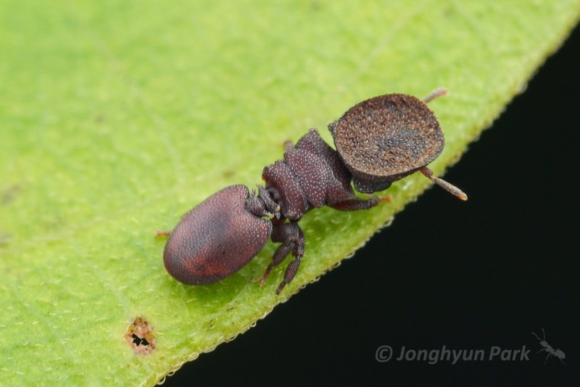 A turtle ant on a leaf