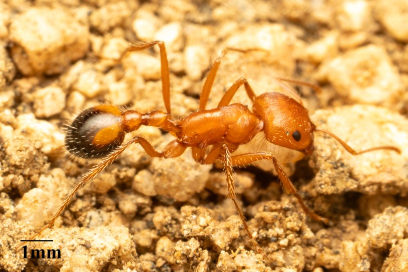 A close up of a red harvester ant on a background of small rocks