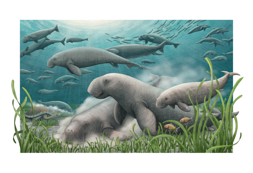  An artistic reconstruction of a herd of ancient sea cows foraging on the seafloor.