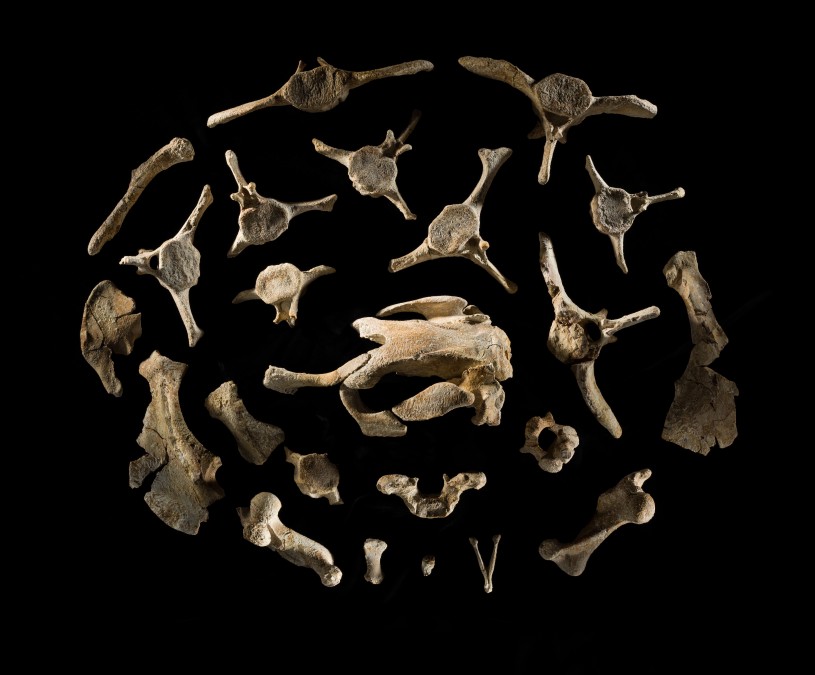 Dugong fossil bones arranged in a circle around a partial skull on a black background