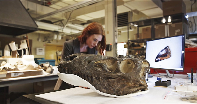 A scientist examines a dinosaur skull in the foreground while she looks at a screen depicting a throat bone on the right.