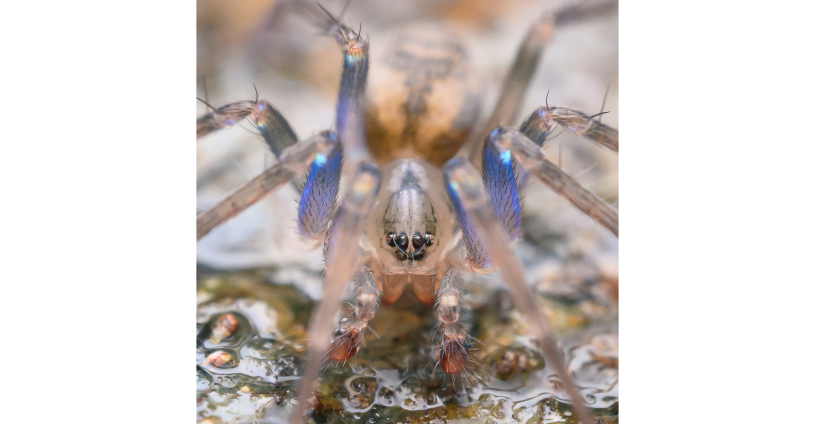 Close up of a spider with strikingly blue limbs