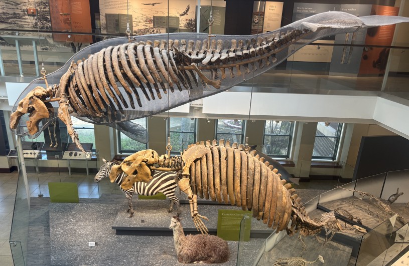An adult and juvenile Jordan's sea cow (Dusisiren jordani) on display in the Age of Mammals at NHM. 