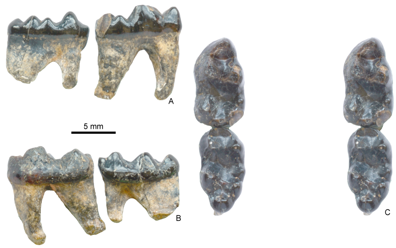 fossil raccoon teeth from different angles