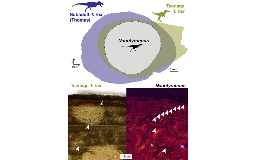 Figure comparing sizes of nanotyrannus with t. rex through overlap above side-by-side microscope images of bones showing their growth rings