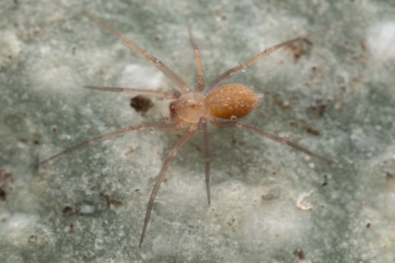 A brownish gold spider on a grey ice