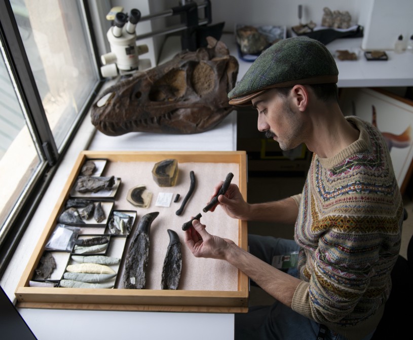  A man in a cap looks hyoid, or throat bone, of “Thomas” in the Dinosaur Institute collections. He sits at a desk with various fossils on it, including a nanotyrannus skull 