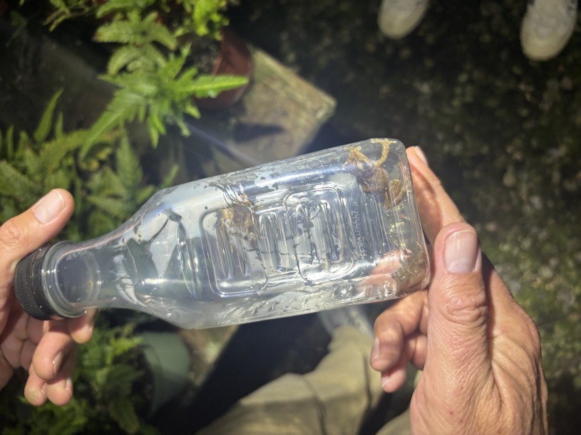 CoquÍ frogs in a bottle