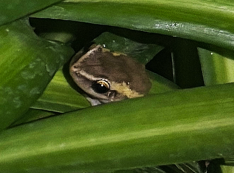 A coquí frog surrounded by leaves