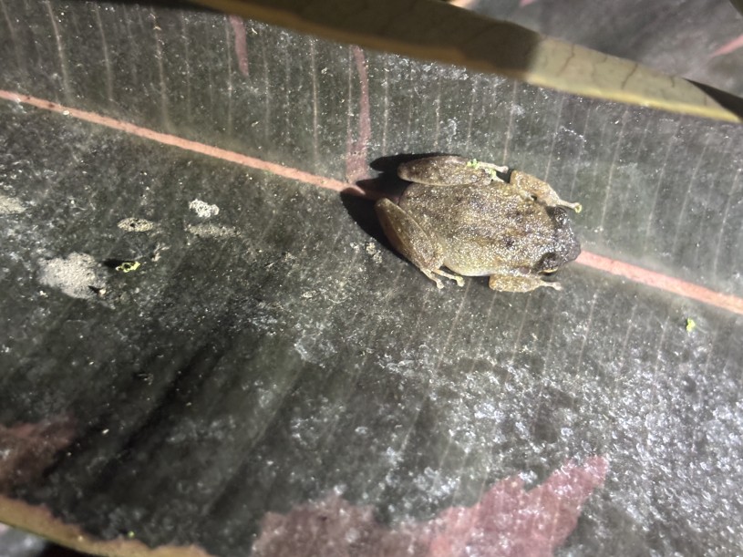 A coquí frog on a leaf