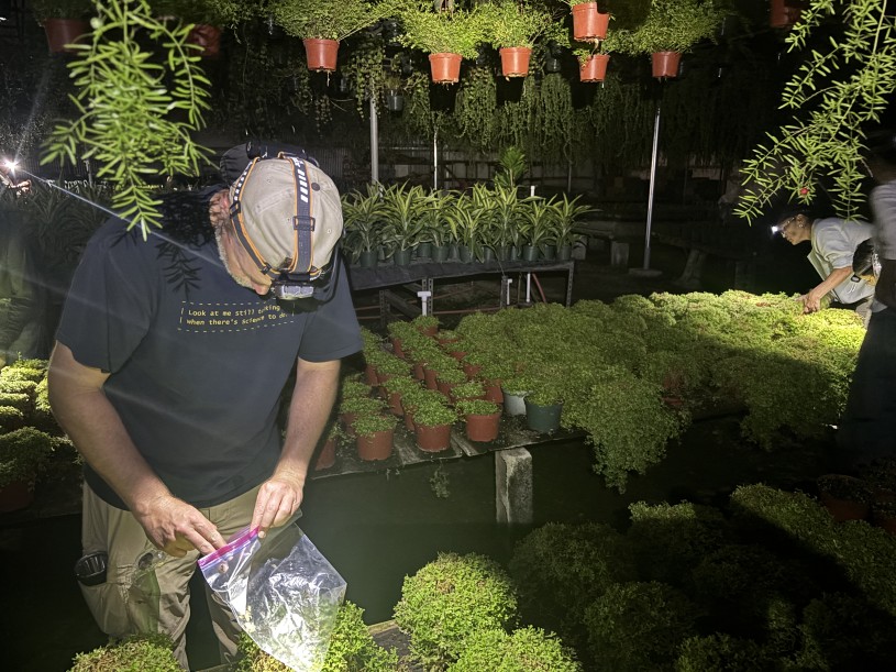 A man wearing a headlamp puts frogs into a plastic bag in a dark nursery