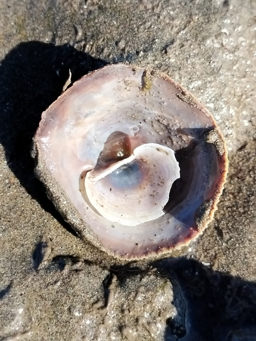 A high-angle, close-up photograph shows the interior of a solitary cup-and-saucer snail shell resting on wet, coarse sand. The shell is circular and shallow, resembling a small, weathered dish with a smaller structure nestled inside.