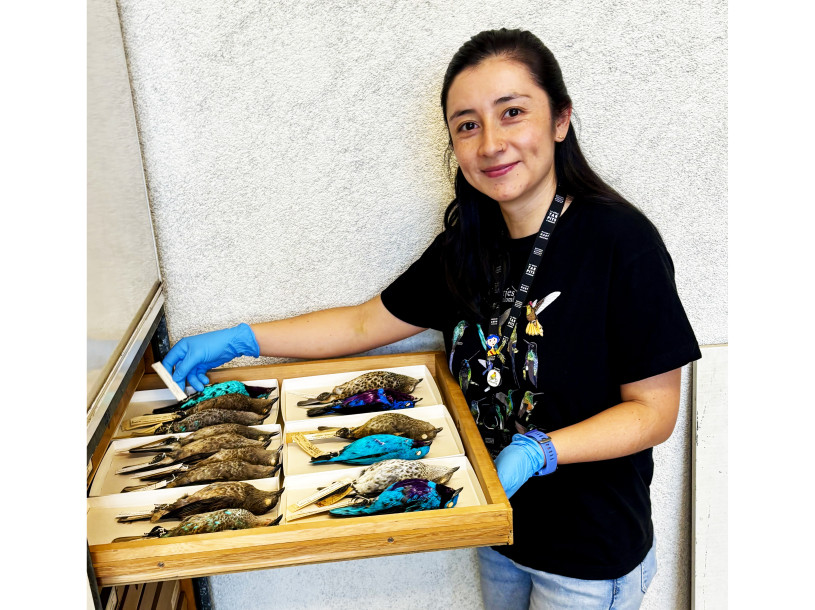 A dark-haired woman in a black t-shirt wearing blue latex gloves holds a shelf of brightly colored bird specimens