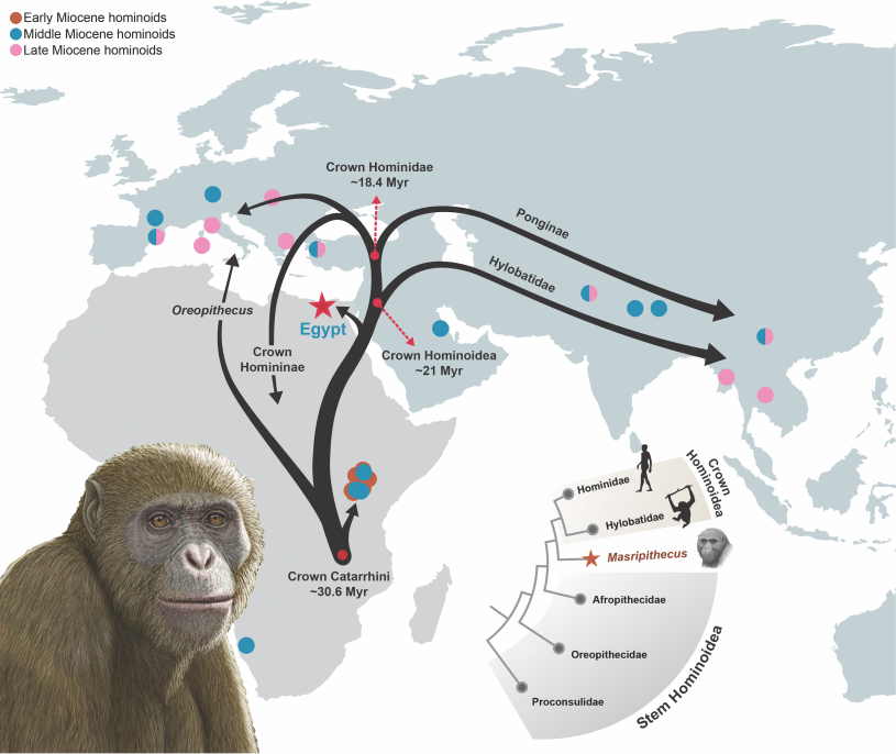 A map with arrows going out from Africa into Eurasia with an illustration of an ape in the foreground