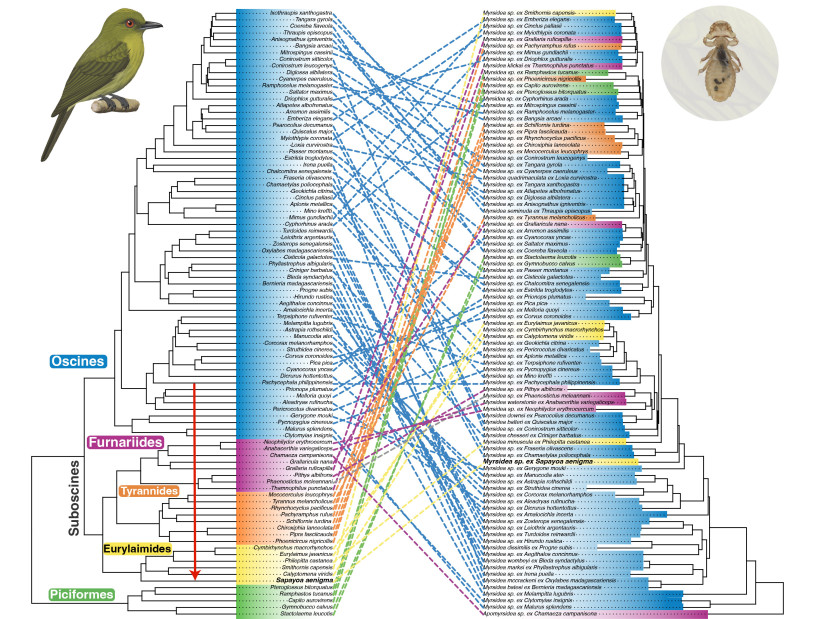 Colorful tanglegram showing cophylogenetic relationship between a yellow bird on the left and louse on the right.
