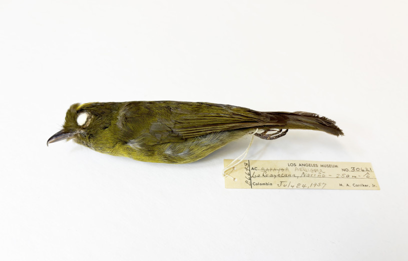 Collection skin of a yellow-green bird