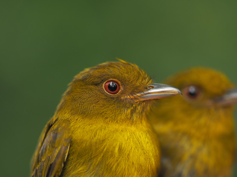 A yellow bird from mid-section along with its reflection all on a green background