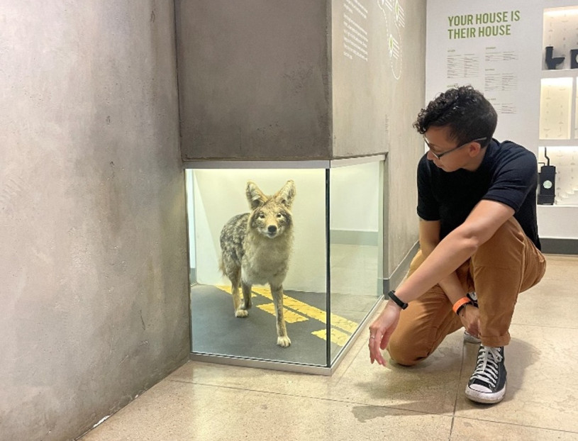 Person on one knee looking at a taxidermy coyote