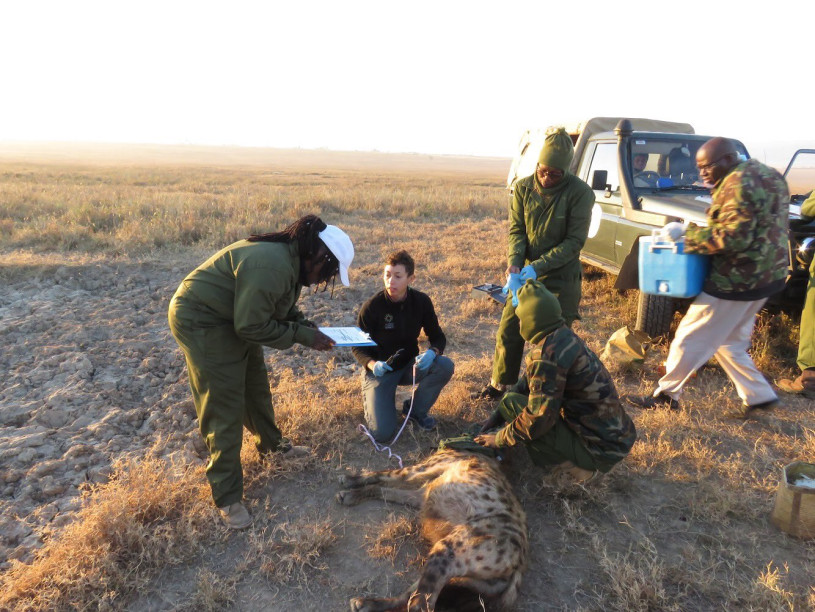 A group of three researchers surround a sedated hyena while two more people work in the background in front of a jeep