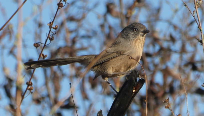 A close up of a wrentit in a leafless tree 