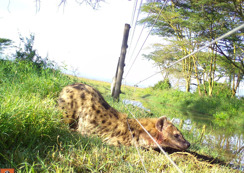 A hyena slips under a wire fence