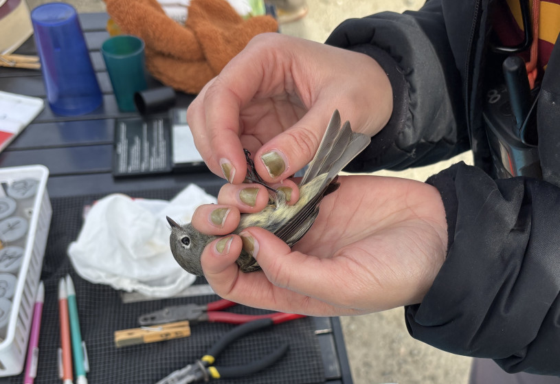 A gray bird held in two hands gets a band put on its leg