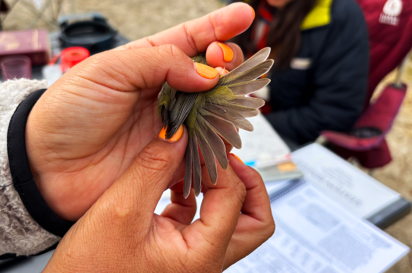 A hand holds a bird and examines its wings