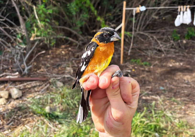 A hand holds a black-headed grosbeak, a bird with black wings and bright orange breast