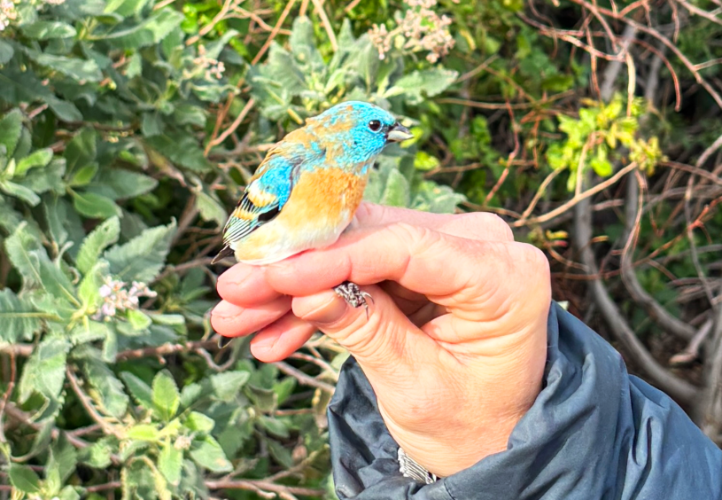 A hand holds very bright blue bird with an orange breast