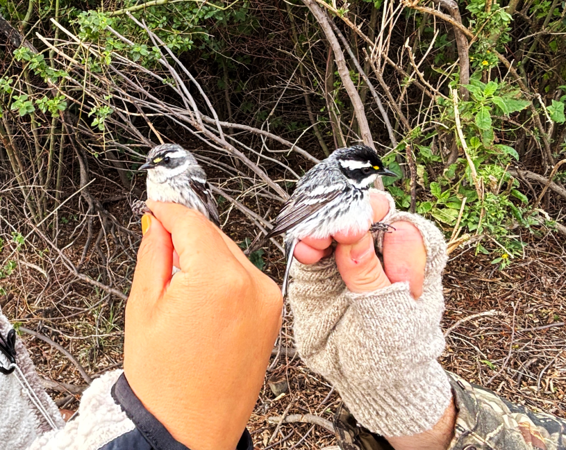 Two hands holding two 