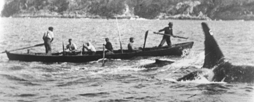 Black and white photo of men on a ship with a large orca fin surfacing in the foreground