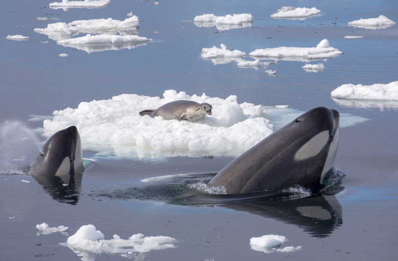 two orcas poke their heads above water surrounding a seal on an ice flow