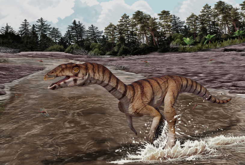 A bipedal reptile with stripes wading through a muddy river