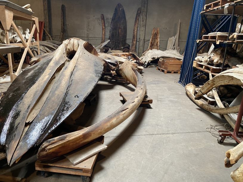 Giant whale skull in the foreground with more skulls and bones on shelves and resting against the walls