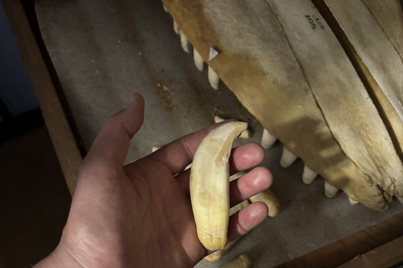 A hand holding an orca tooth with a skull in the background