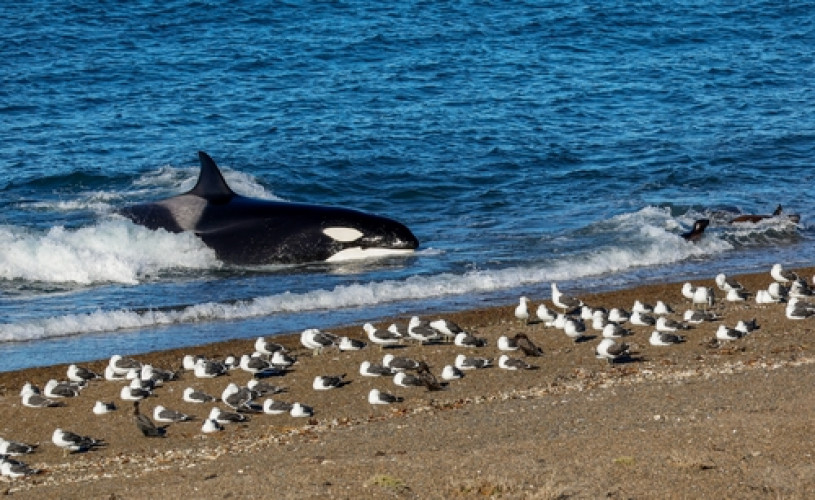 A beaching orca chasing sea lions with sea gulls on the beach