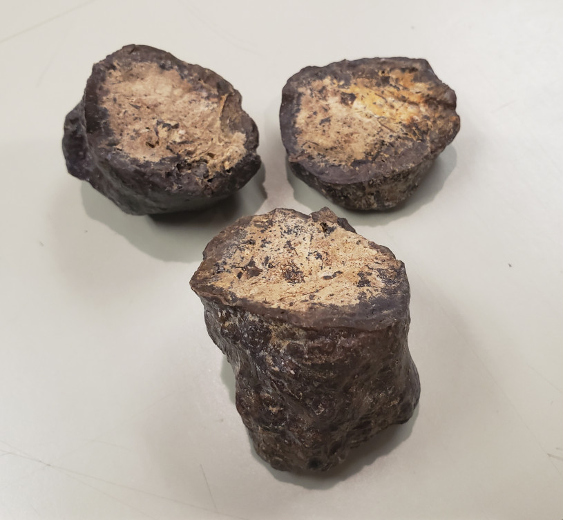 Three brown nuggets of fossil poop