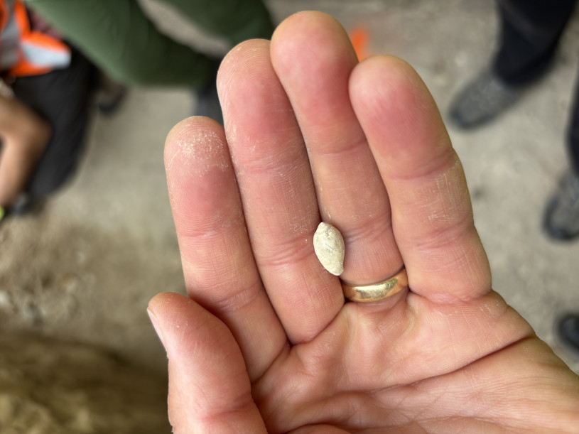 A hand holds a tiny shell