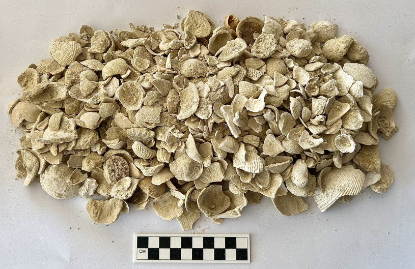 A pile of shells