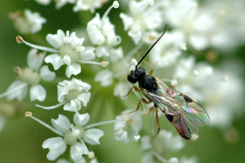 A wasp with iridescent wings on a white flower