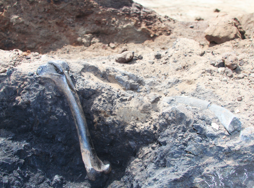 A fossil direwolf femur exposed next to giant sloth rib in black asphalt