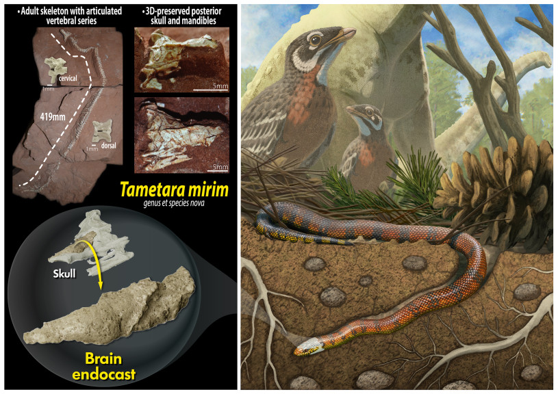 A graphic showing a fossil snake and different parts next to a picture of ancient birds and a snake burrowing underground