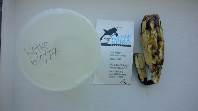 A plastic container, ticket that says 'Free Willy Foundation' with a picture of an orca on it, and a decayed orca tooth all laid out in a line.