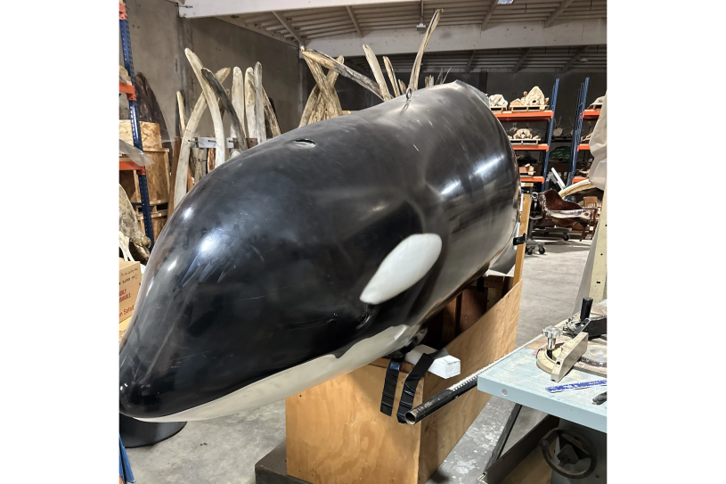 Orca model from the head forward with bones along the walls