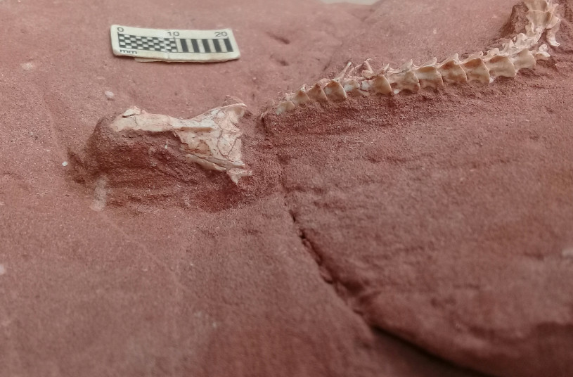 A fossil skeleton of a snake's head and torso embedded in rock