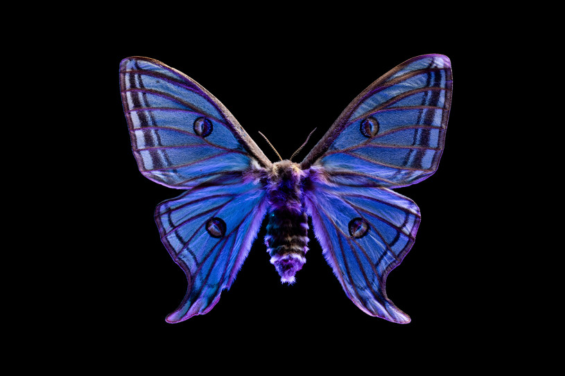 Butterfly illuminated with purple lighting