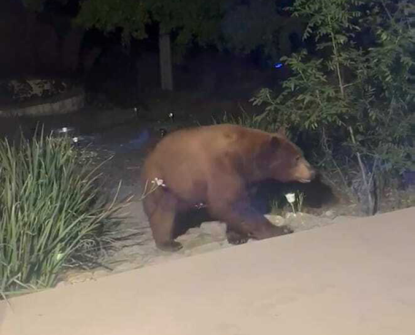 Black bear in a garden at night