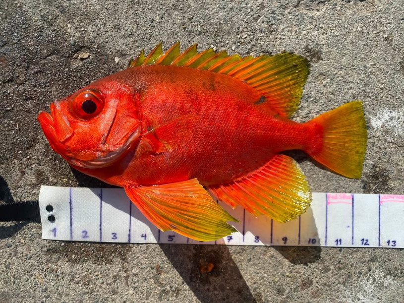 A vibrant orange fish with a big eye over a ruler