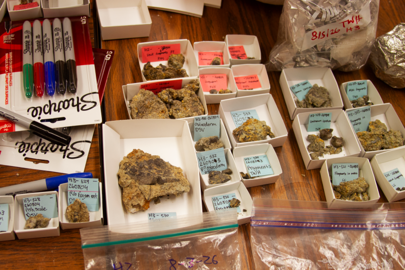 Fossils in little boxes on a table