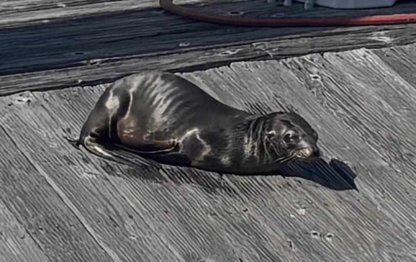 An emaciated sea lion pup